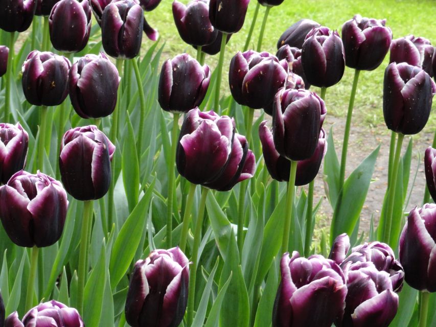 Keukenhof: Flower Fields Small-Group Cultural Bike Tour - Is $68 a fair price?