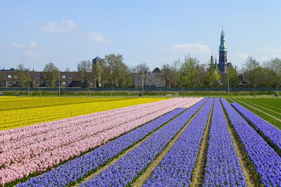 Keukenhof: Flower Fields Small-Group Cultural Bike Tour - Who should book this ride?