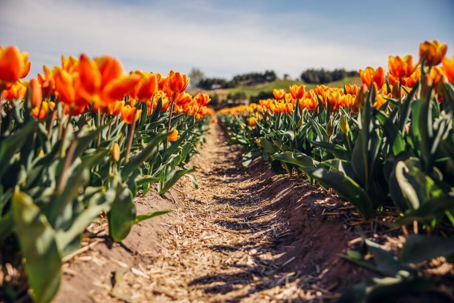 Keukenhof: Flower Fields Small-Group Cultural Bike Tour - Should you book the Keukenhof bike tour?