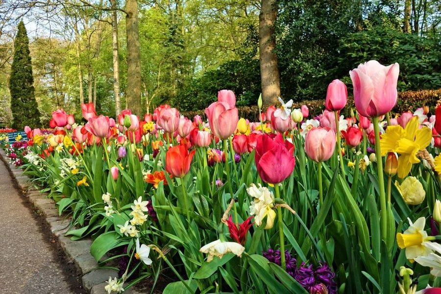 Keukenhof Gardens and Tulip Experience Tour from Amsterdam - Key points at a glance