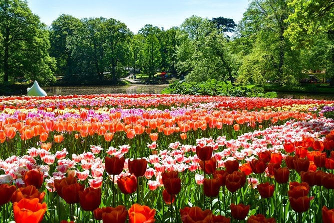 Keukenhof Gardens & Tulip Experience Tour from Amsterdam - Bloom dates are the decision that matters most