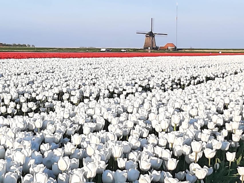 Keukenhof: Private Tulip & Windmill tour with cheese tasting - Why this half-day route works