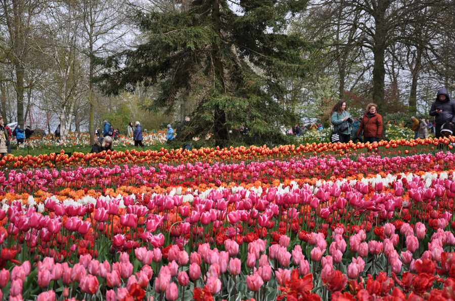 Keukenhof: Private Tulip & Windmill tour with cheese tasting - Clogs, from farm footwear to decorated souvenirs