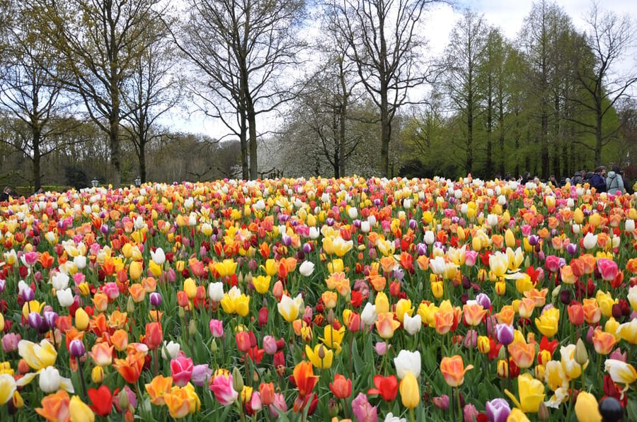 Keukenhof: Private Tulip & Windmill tour with cheese tasting - The drive to Lisse and a quick tulip-field photo stop