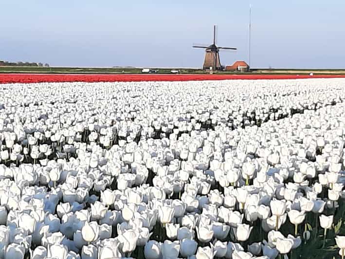 Keukenhof: Private Tulip & Windmill tour with cheese tasting - What the $283 price includes