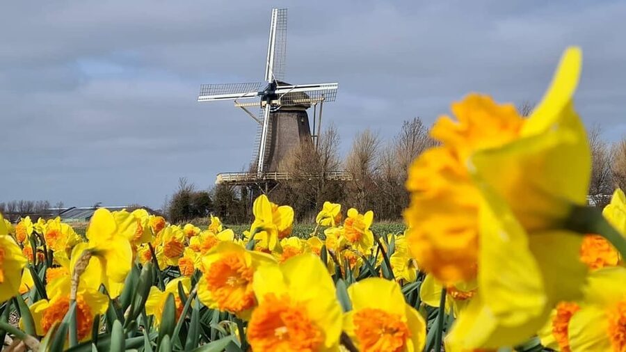 Keukenhof: Private Tulip & Windmill tour with cheese tasting - Zaanse Schans, windmills beside the Zaan