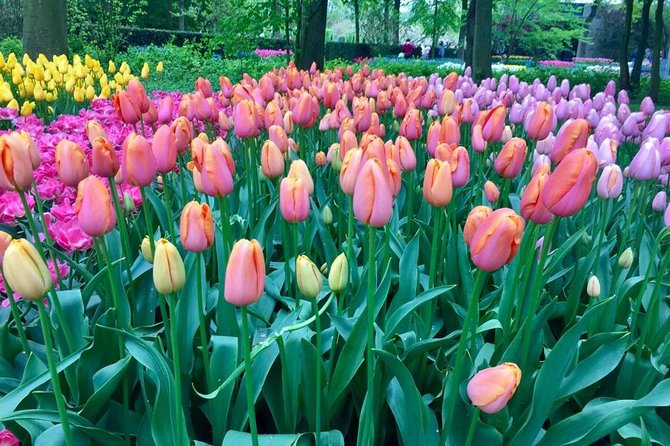 Keukenhof's Tulips and Windmills Small-Group Tour from Amsterdam - The vehicle saves time, but space can be tight