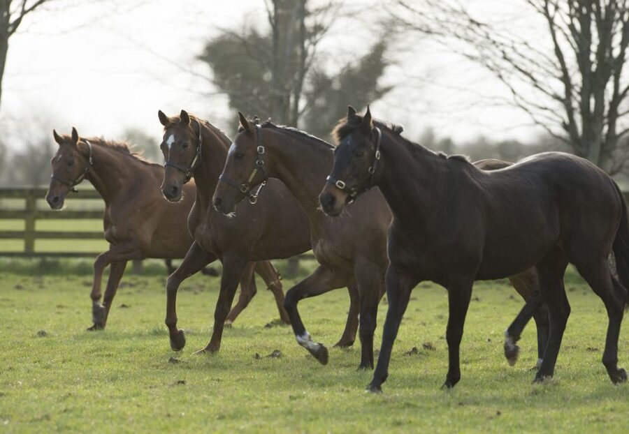 Kildare: Irish National Stud & Gardens - Is the $22 admission good value?