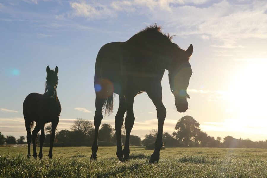 Kildare: Irish National Stud & Gardens - Start with the Irish Racehorse Experience