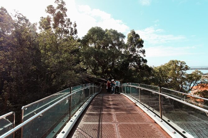 Kings Park Botanicals And Beyond - The 750-year-old Boab tree