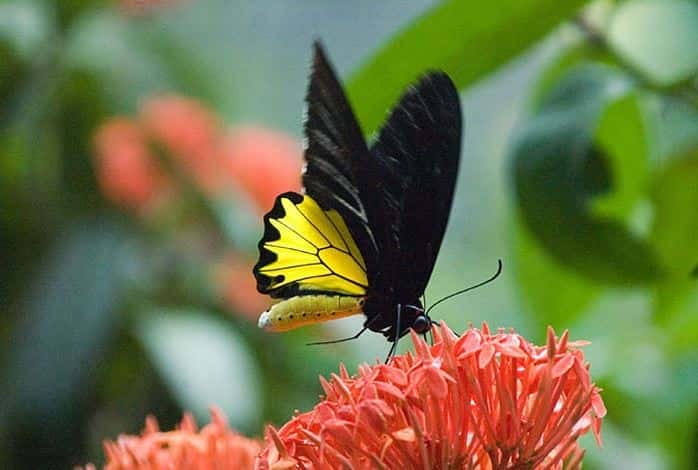 Kuala Lumpur: Bird Park, Butterfly & Garden Private Tour - What this four-hour Kuala Lumpur tour is really like