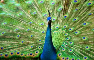 Kuala Lumpur: Bird Park, Butterfly & Garden Private Tour