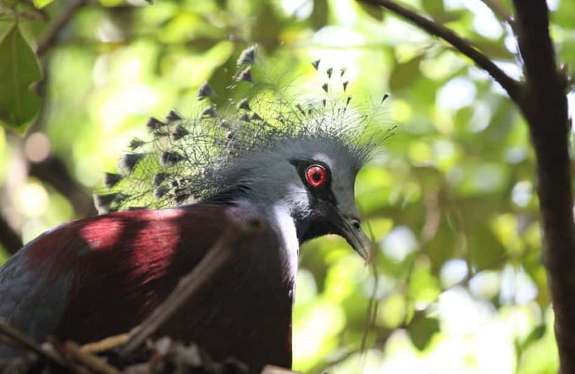 Kuala Lumpur: Bird Park, Butterfly & Garden Private Tour - KL Bird Park is the reason to book