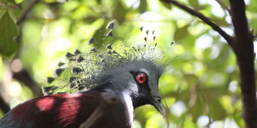 Kuala Lumpur: Bird Park, Butterfly & Garden Private Tour - The return through ASEAN Garden and the lake area