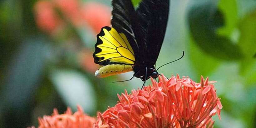 Kuala Lumpur: Bird Park, Butterfly & Garden Private Tour - What the guide and vehicle add