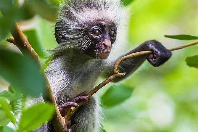 Kuza Cave, Monkey Tour, Secret Garden, Prison Island, Salaam Cave - Secret Garden at Emerson Spice for lunch