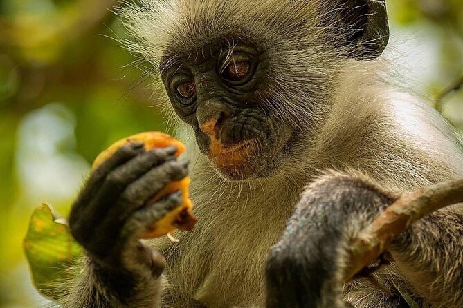 Kuza Cave, Monkey Tour, Secret Garden, Prison Island, Salaam Cave - What the $145 price really covers