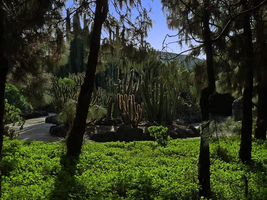 Las Palmas: Botanic Garden Tour (Bandama Caldera Option) - Walking through the Macaronesian Forest