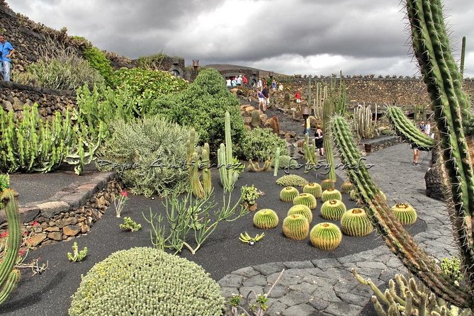 Las Palmas, Botanical Garden & Bandama Crater tour - Gran Canaria - Plant life at Jardin Botánico Viera y Clavijo