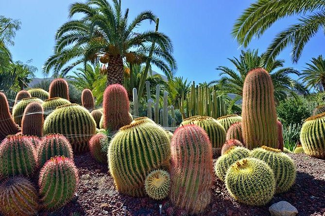 Las Palmas, Botanical Garden & Bandama Crater tour - Gran Canaria - Pickup rules that can change your morning