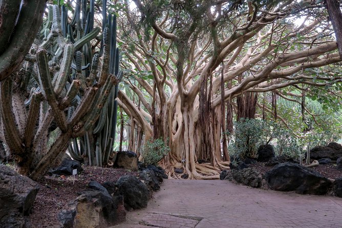 Las Palmas, Botanical Garden & Bandama Crater tour - Gran Canaria - What the $37.21 price really covers