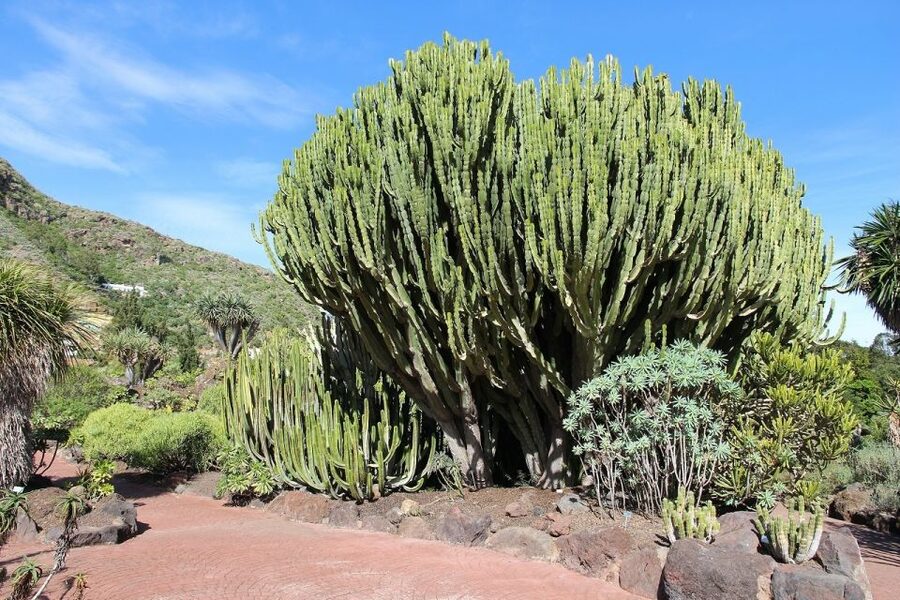 Las Palmas, Botanical Gardens and Bandama Volcano Tour - What to bring and what to budget