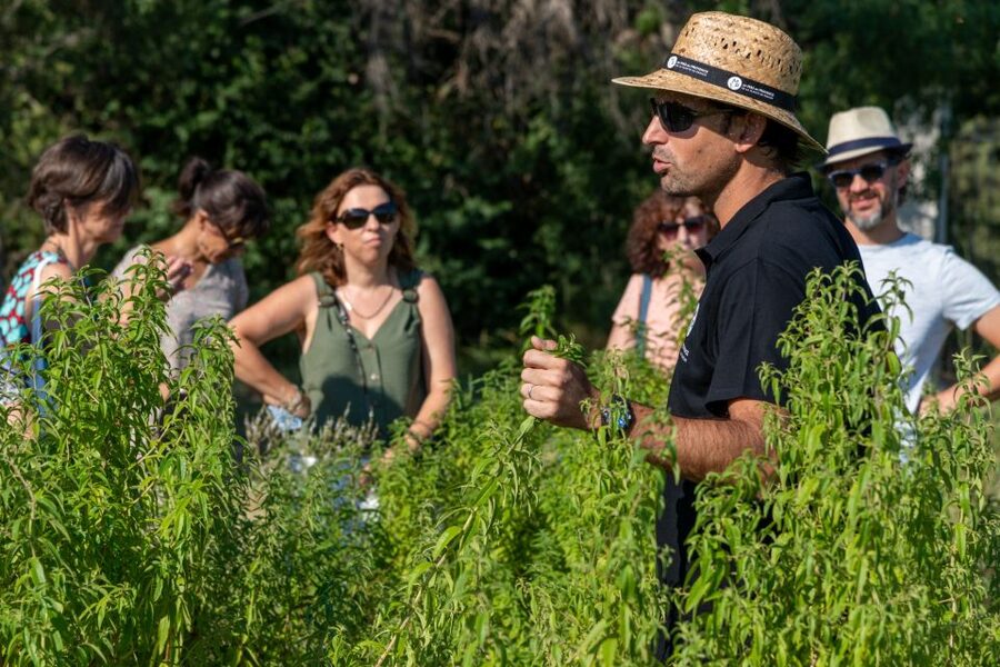 Lavender Field & Distillery Tour between Nimes & Arles - Who should choose this experience?