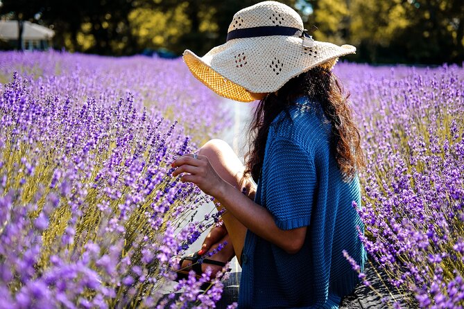 Lavender Route - Small-Group Day Trip from Avignon - Lavender production and the search for the best fields