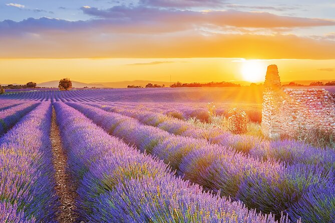 Lavender Route - Small-Group Day Trip from Avignon - Is the $127.92 price fair?