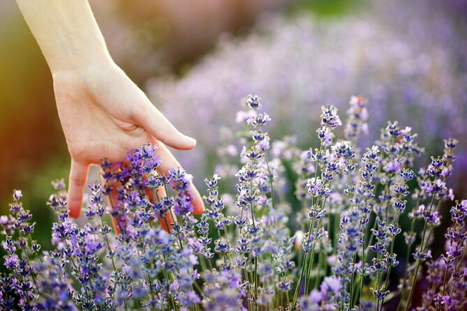 Lavender Route - Small-Group Day Trip from Avignon - Who should book this lavender day trip?