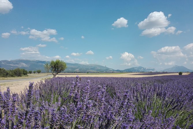 Lavender Small-Group Tour In Valensole from Marseille - Lac de Sainte-Croix and the Verdon area
