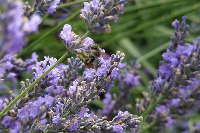 Lavender Small-Group Tour In Valensole from Marseille - Is $191.88 a fair price?