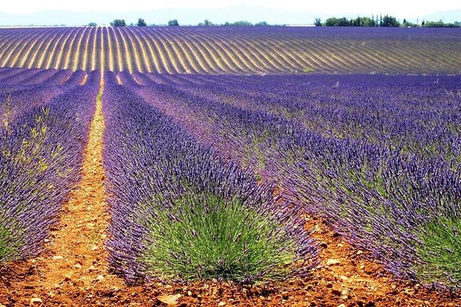Lavender Small-Group Tour In Valensole from Marseille - When to go and what to pack