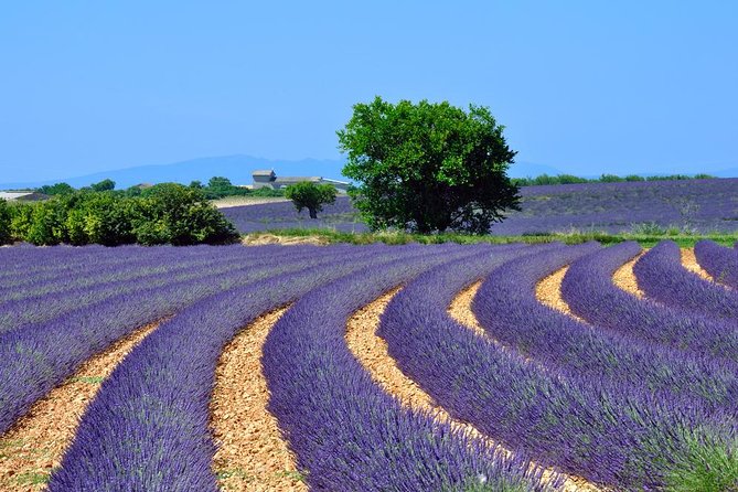 Lavender Small-Group Tour In Valensole from Marseille - Photo stops among the lavender rows