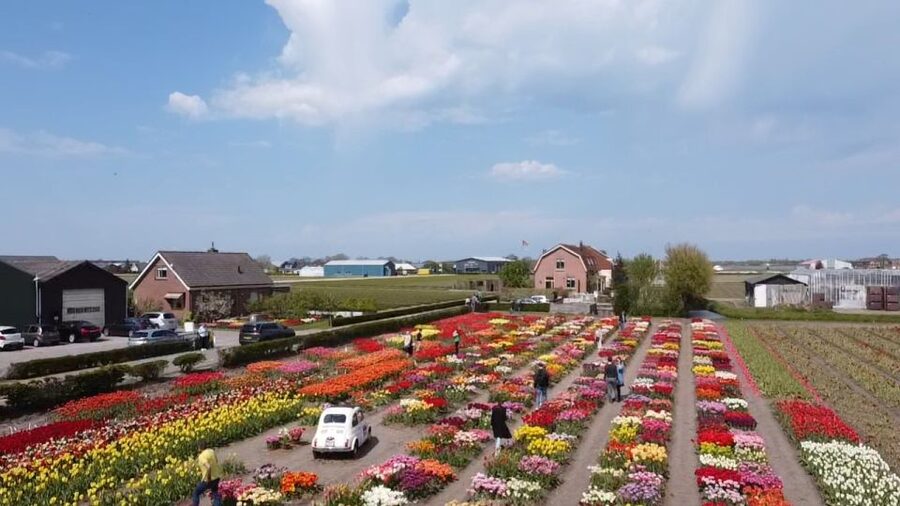 Lisse: Enjoy the Tulip Fields by Bike with a Local Guide! - Who will enjoy this ride most?