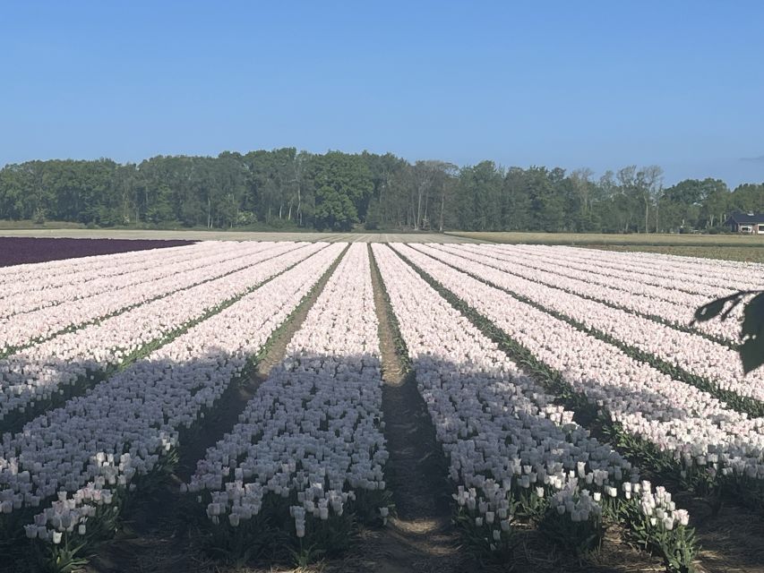 Lisse: Enjoy the Tulip Fields by Bike with a Local Guide! - Why a bike is the right way to see Lisse