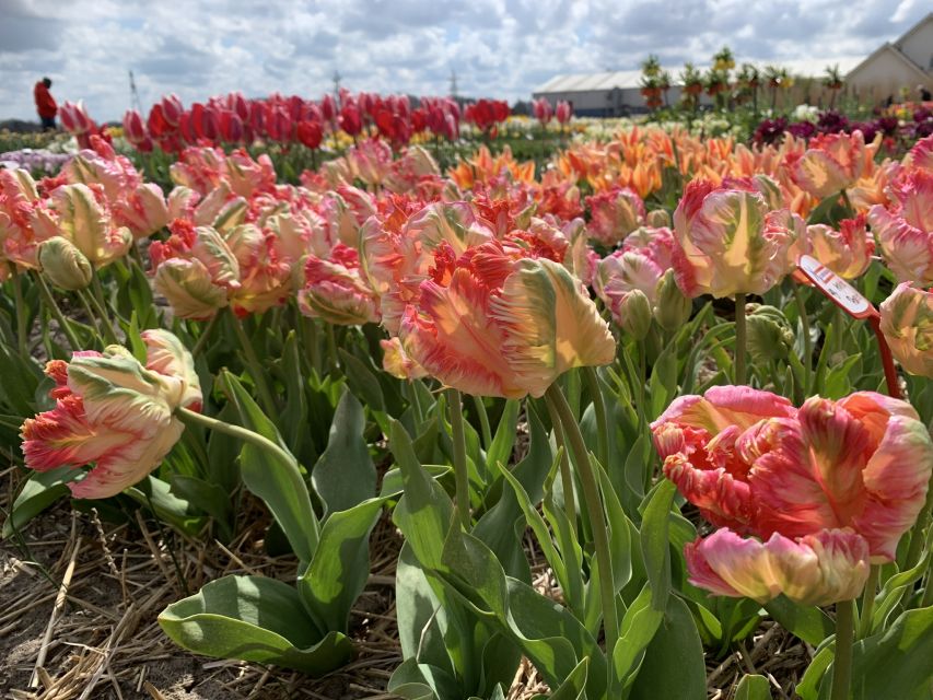 Lisse: Enjoy the Tulip Fields by Bike with a Local Guide! - The tulip farm and its show garden