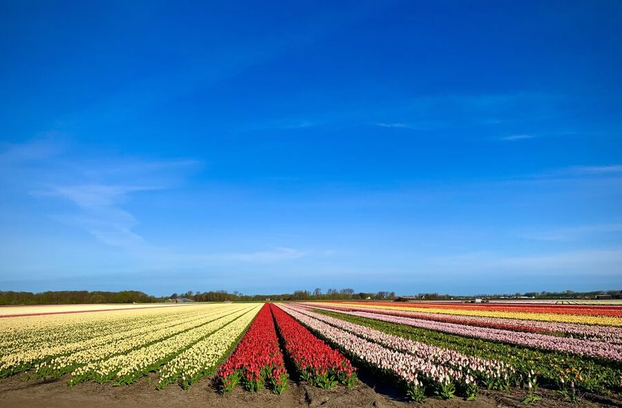 Lisse: Enjoy the Tulip Fields by Bike with a Local Guide! - Riding beside Keukenhof and Kasteel Keukenhof
