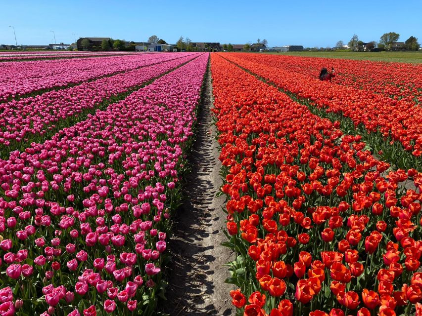 Lisse: Enjoy the Tulip Fields by Bike with a Local Guide! - Best time to book for tulips