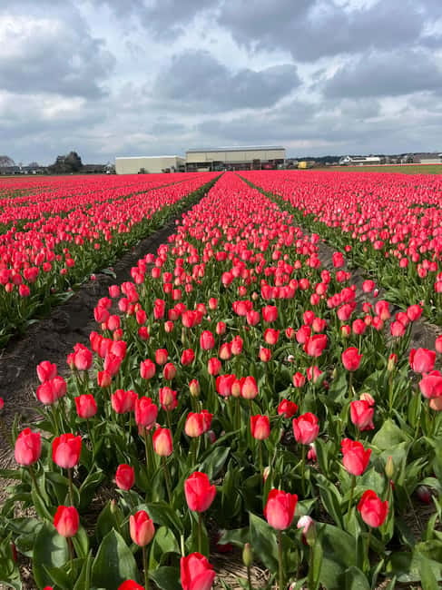 Lisse: Private Tulip Fields Tour with a Local Guide 1h Tour - Who should book this tour?