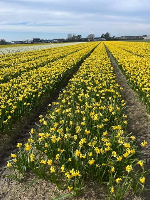 Lisse: Private Tulip Fields Tour with a Local Guide 1h Tour - Adding a Dutch lunch after the flowers