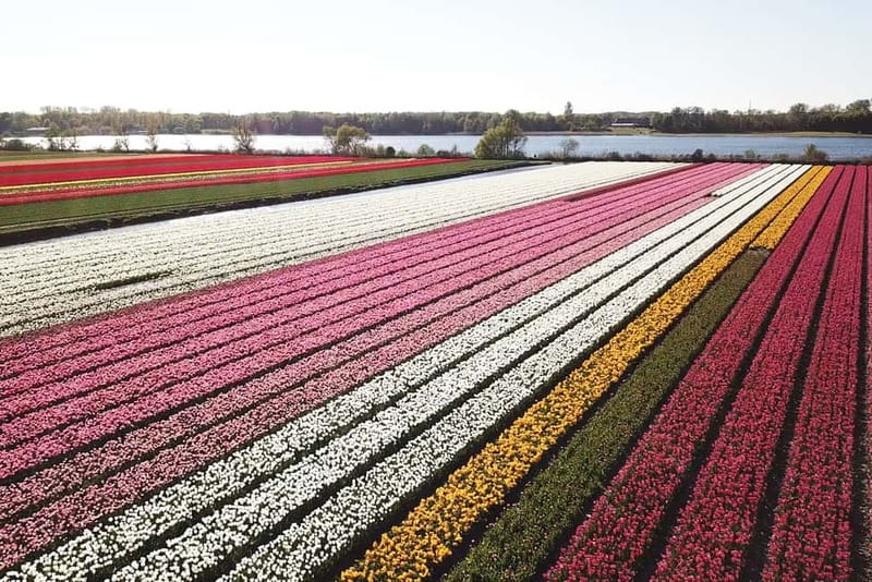 Lisse: Self-Guided Tulip Fields GPS Audio Tour - The audio guide adds useful local context