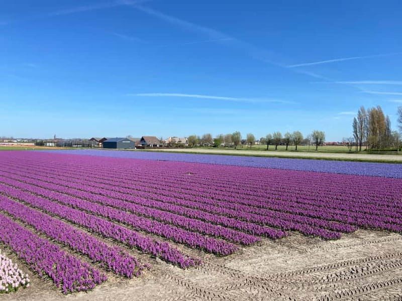 Lisse: Self-Guided Tulip Fields GPS Audio Tour - Who should book this experience?