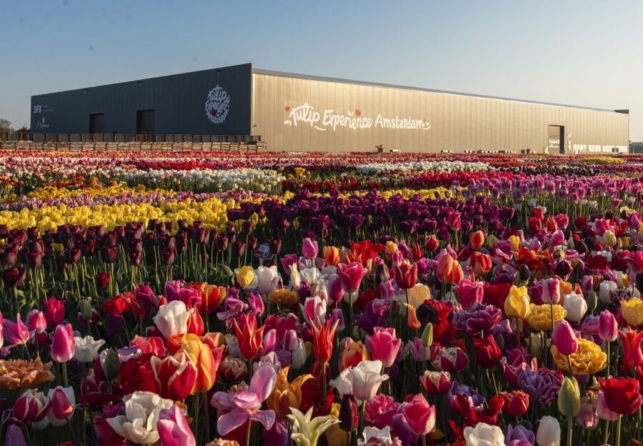 Lisse: Tulip Experience Ticket with Tulip Garden and Museum - The museum explains the tulip trade