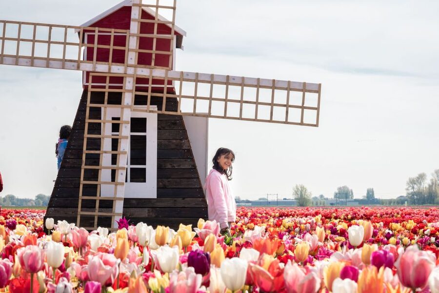Lisse: Tulip Experience Ticket with Tulip Garden and Museum - Pick five tulips and take them home