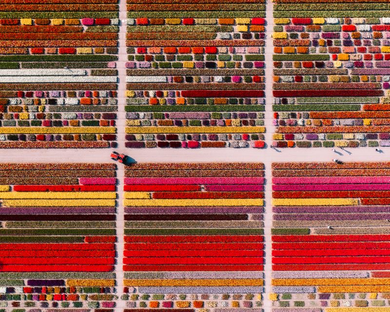 Lisse: Tulip Experience Ticket with Tulip Garden and Museum - Art, film, coffee, and local shopping