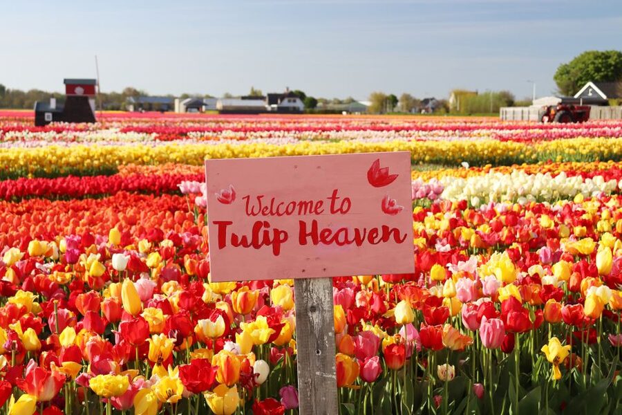 Lisse: Tulip Experience Ticket with Tulip Garden and Museum - Why the $14 ticket offers good value