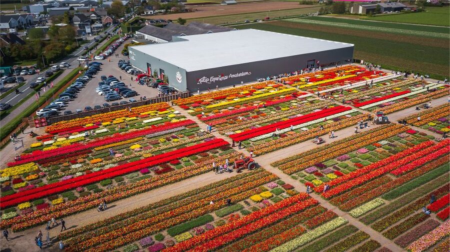 Lisse: Tulip Experience Ticket with Tulip Garden and Museum - Getting there from Amsterdam, Keukenhof, or Hillegom