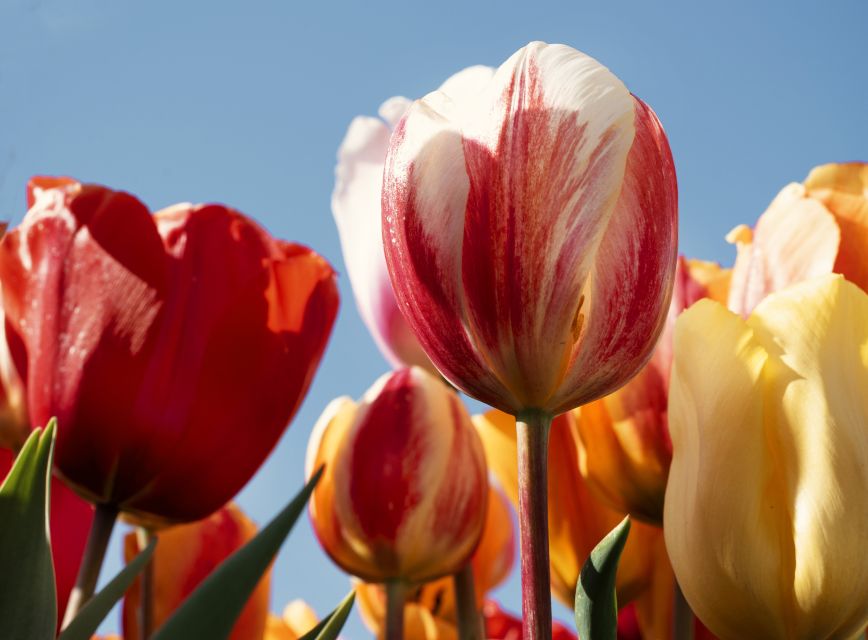 Lisse: Tulip Experience Ticket with Tulip Garden and Museum - The best time to arrive