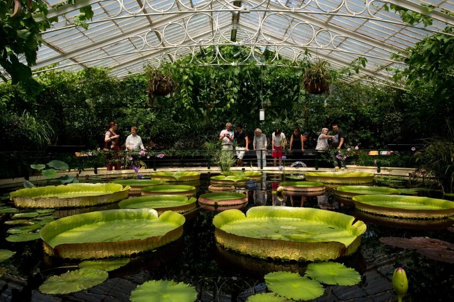 London: Kew Gardens Admission Ticket - Walking 18 metres above the ground